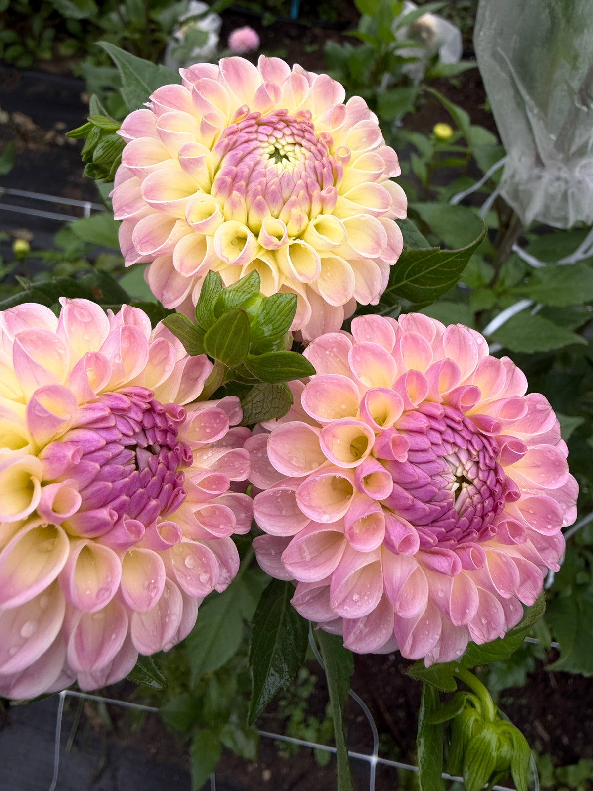 Odyssey Dahlia Tuber