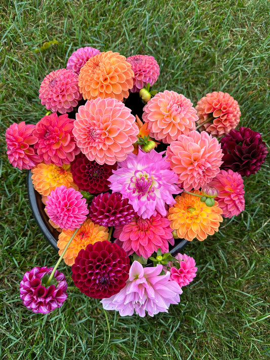 Bulk Bucket of Mixed Dahlia Blooms for DIY: Multicolor Grower's Choice