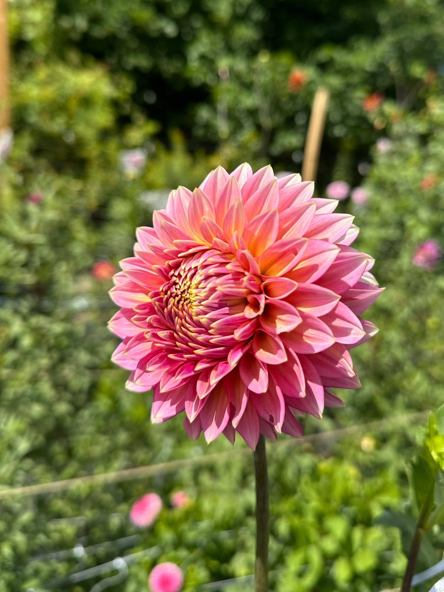 Bloomquist Mojo Dahlia Tuber
