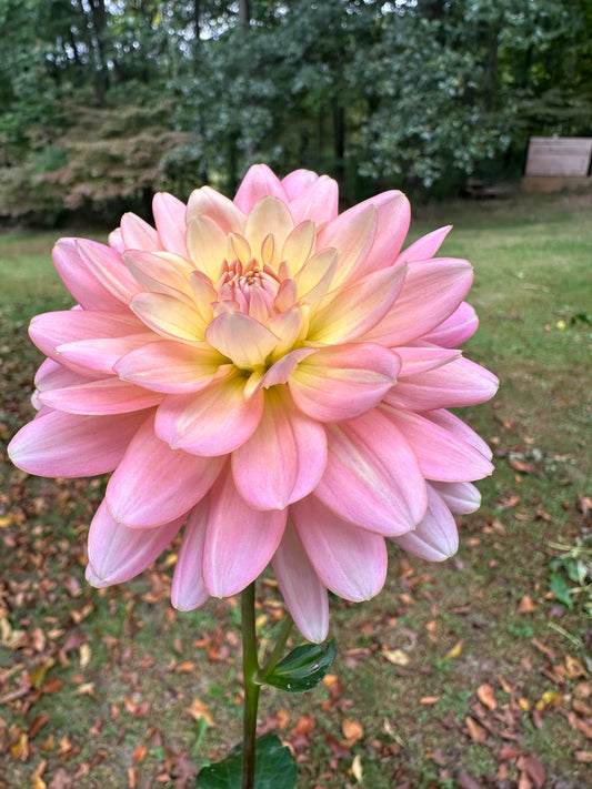 Gerrie Hoek Dahlia Tuber