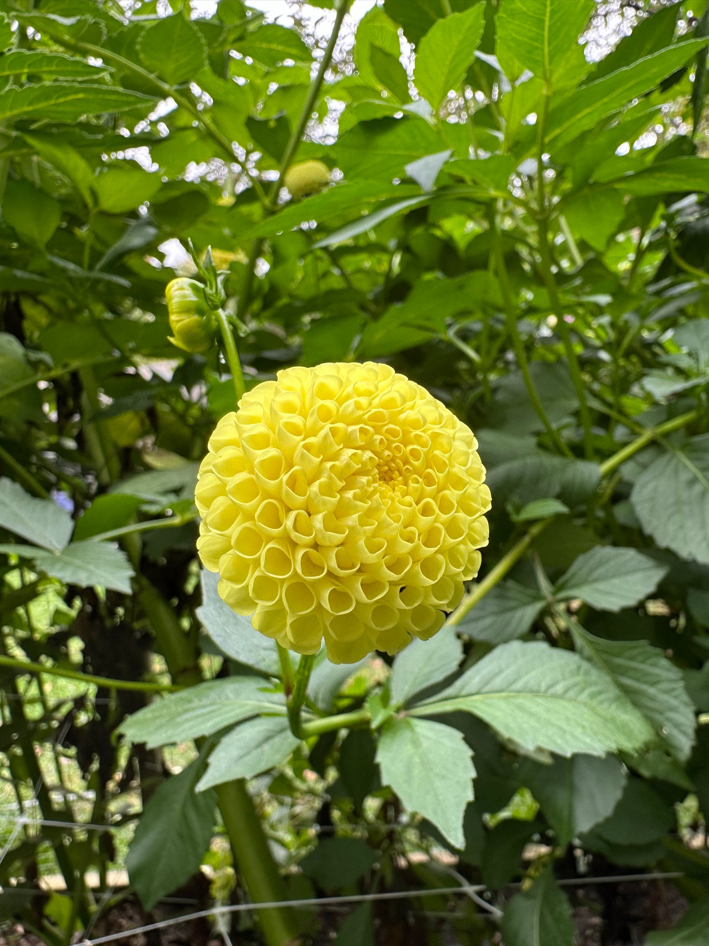 Little Scottie Dahlia Tuber