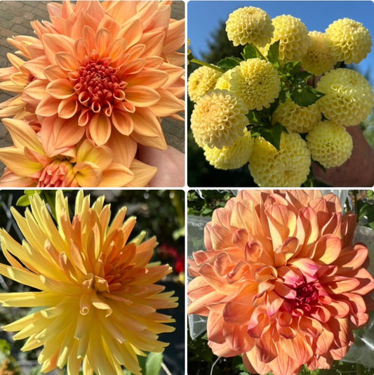 1 “Pocket Full of Sunshine” Runts/Uglies Dahlia Tuber Bundle