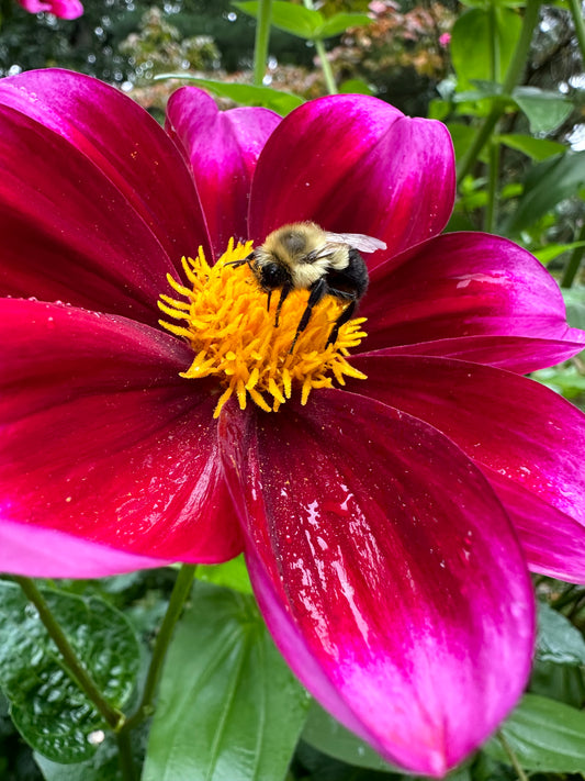 Bashful Dahlia Tuber
