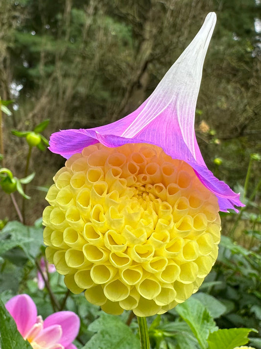 Little Scottie Dahlia Tuber
