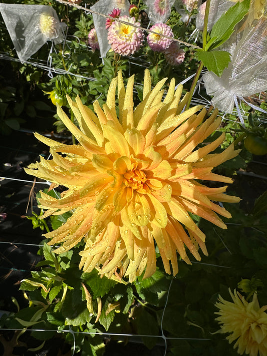 Allen's Shockwave Dahlia Tuber