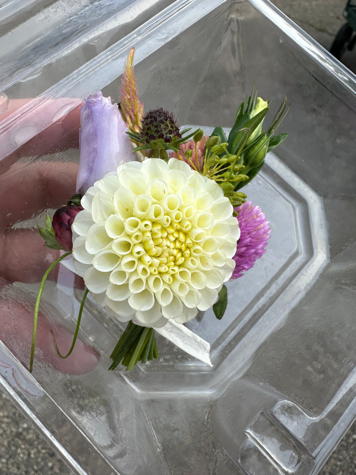 Small World Dahlia Tuber