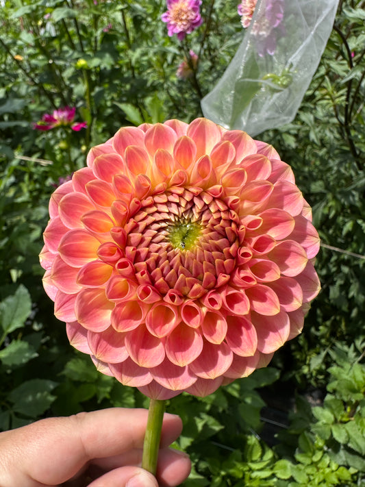 20th Ave Softer Peach Dahlia Tuber