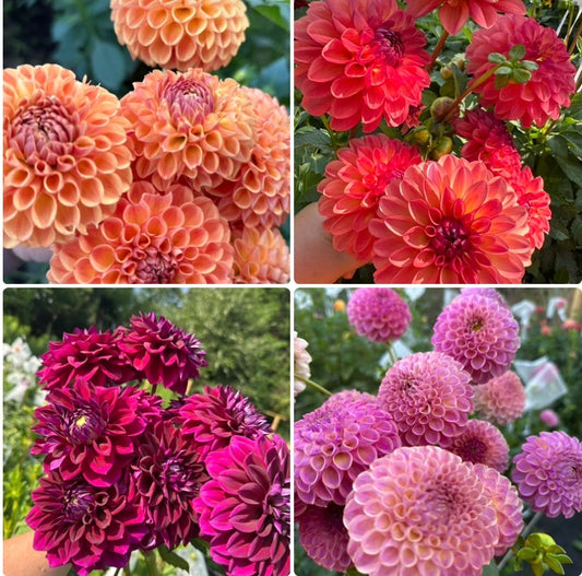 1 “Farmer’s Market” Runts & Uglies Dahlia Tuber Bundle