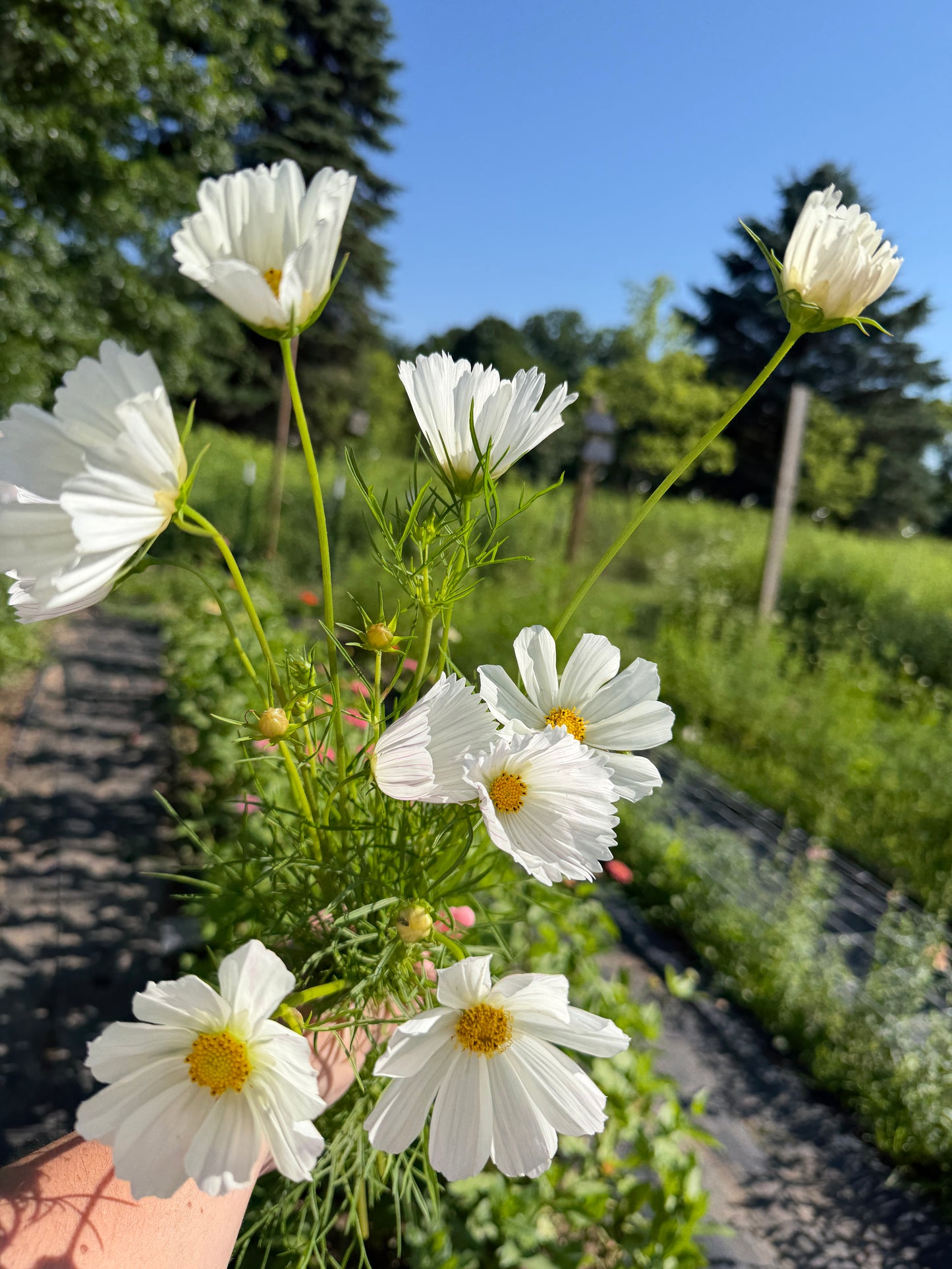 Jean: 7/9 cosmos & bachelor buttons