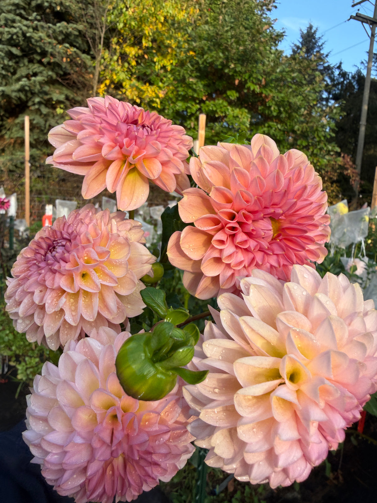 Cupcake Dahlia Tuber