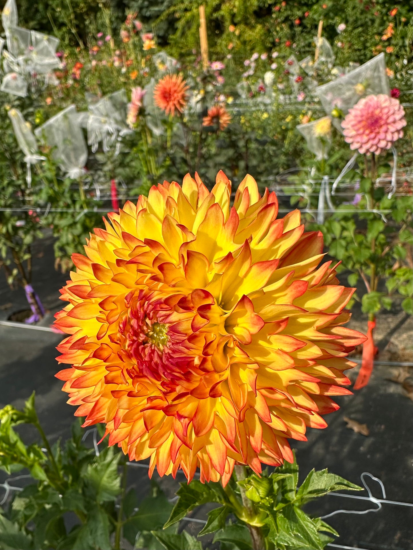 A “Party Blooms Bundle” 5-Pack