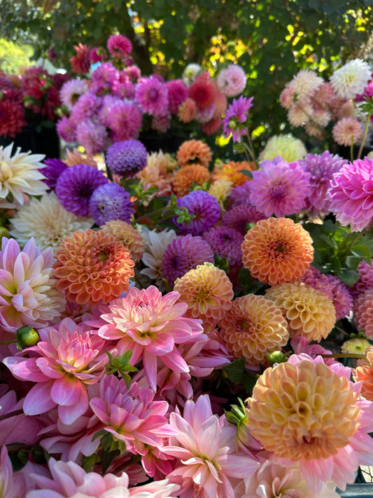 Kathryn 60 Stem Bulk Mixed Dahlias