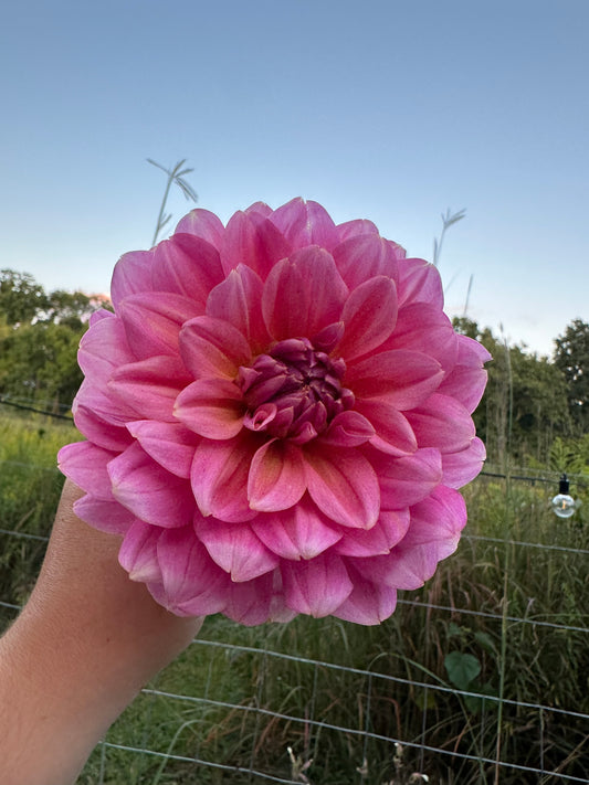 Southern Belle Dahlia Tuber