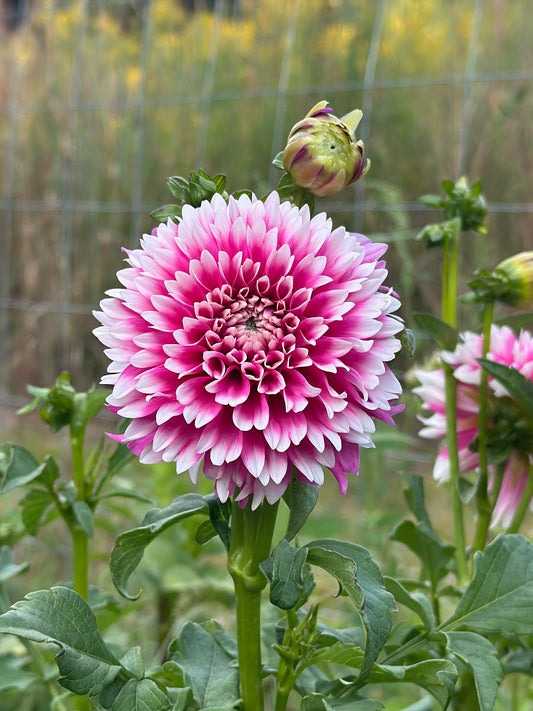 Fuzzy Wuzzy Dahlia Tuber