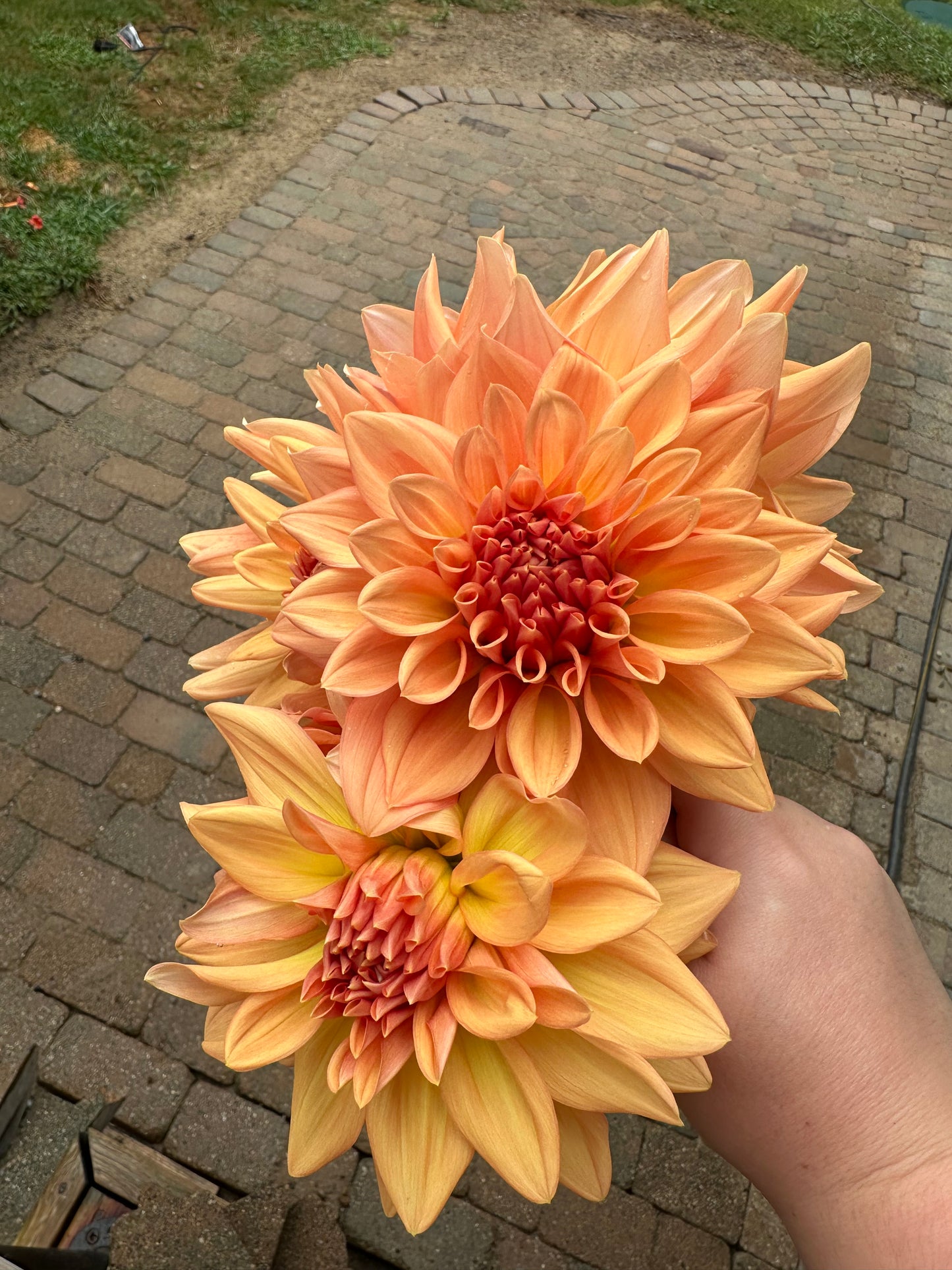 Honeymoon Dahlia Tuber