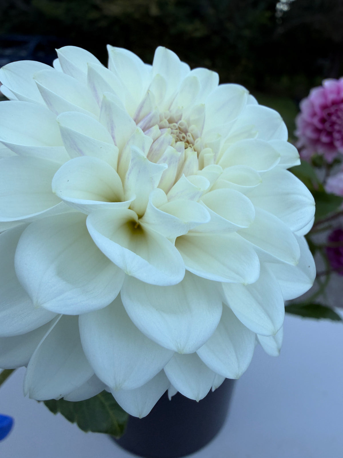 RobAnn Pristine Dahlia Tuber