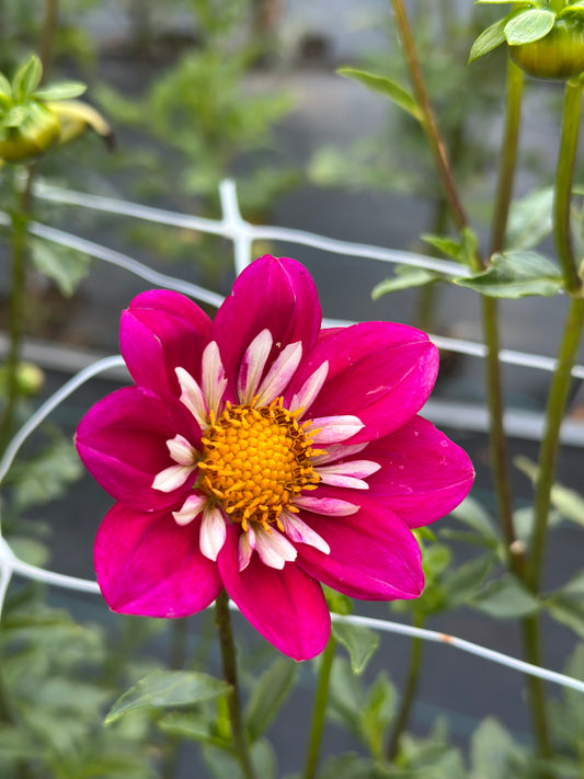 Sean C Dahlia Tuber