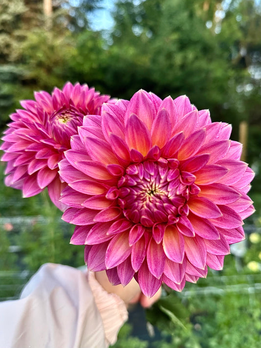 Bloomquist Mojo Dahlia Tuber