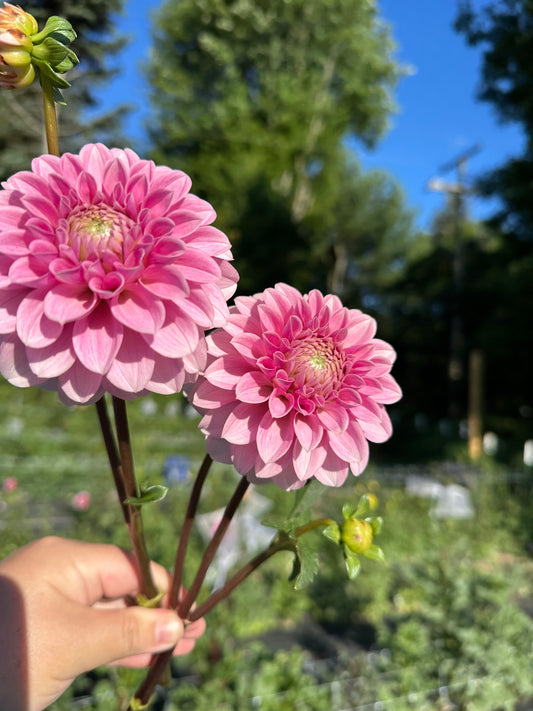 Levi's Confessor Dahlia Tuber (Spring 2026, Limit One)