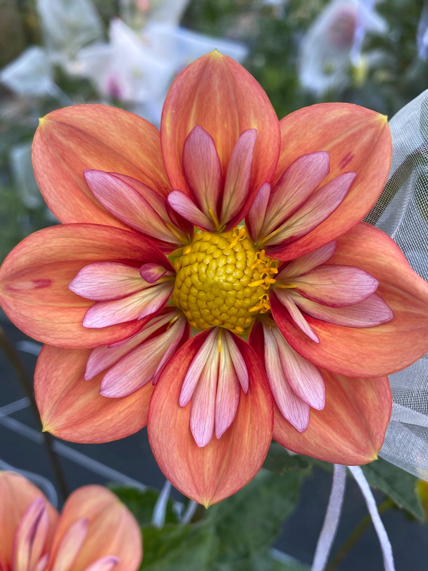 Giggles Dahlia Tuber
