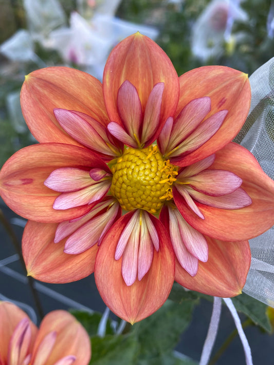 Giggles Dahlia Tuber