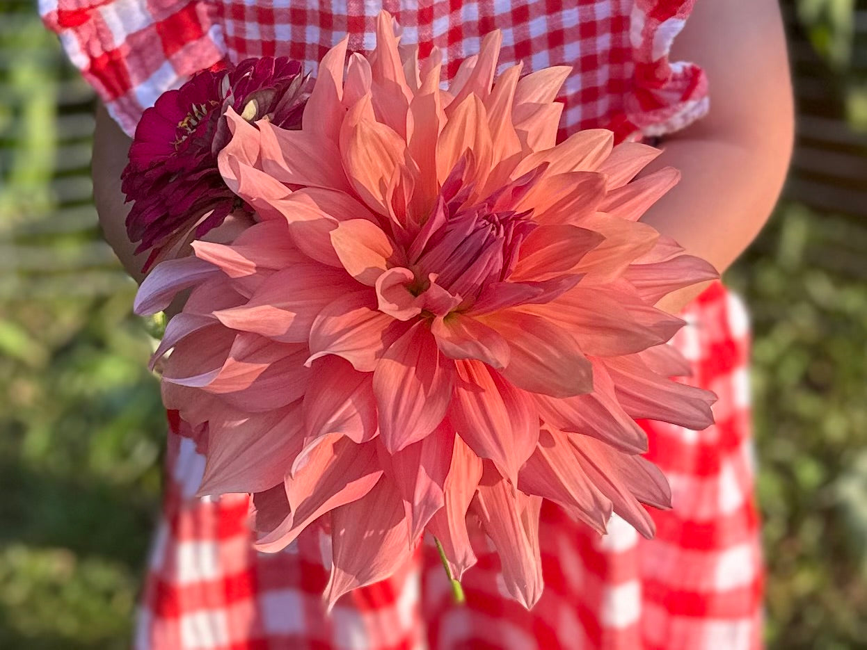 Belle of Barmera Dahlia Tuber