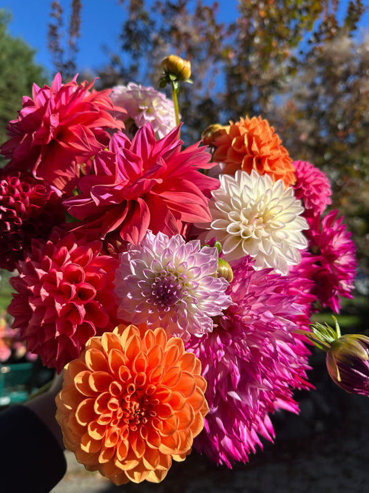 Holly 15 Mixed Dahlia Stems Brighton Pickup