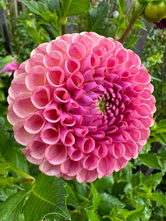 Caitlin’s Joy Dahlia Tuber