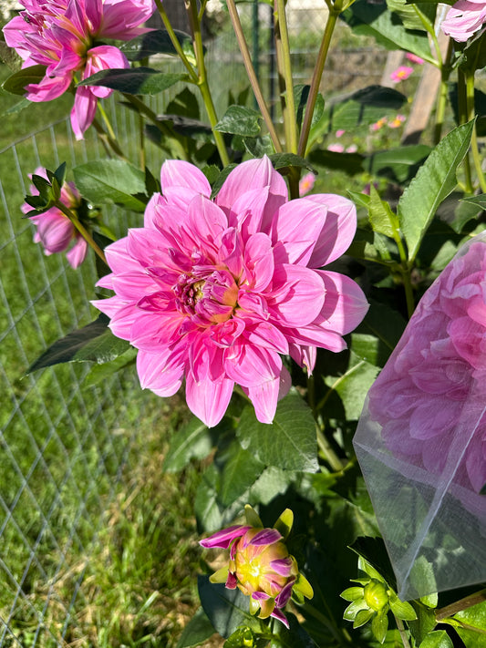 Lavender Perfection Dahlia Tuber