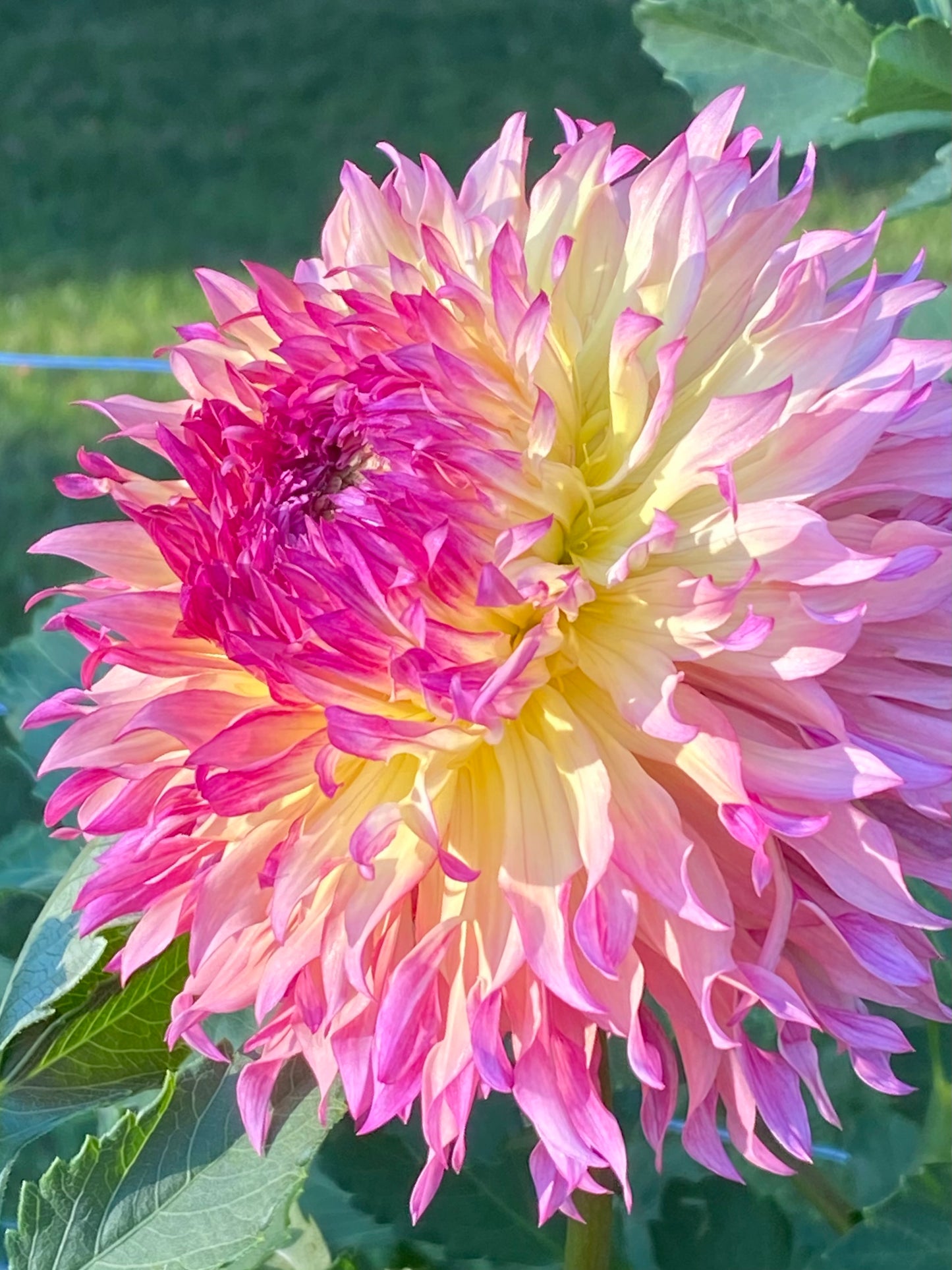 Myrtle's Folly Dahlia Tuber