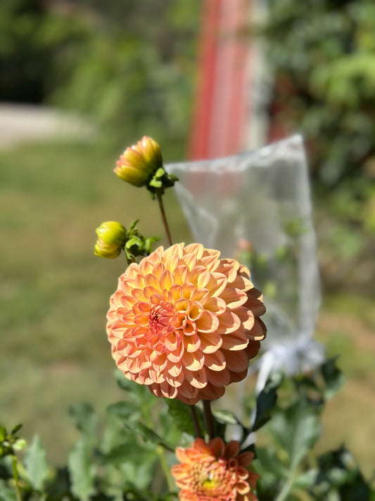 Lark’s Ebbe Dahlia Tuber