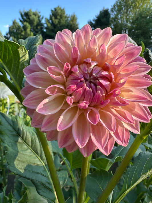 Bloomquist Alan Dahlia Tuber