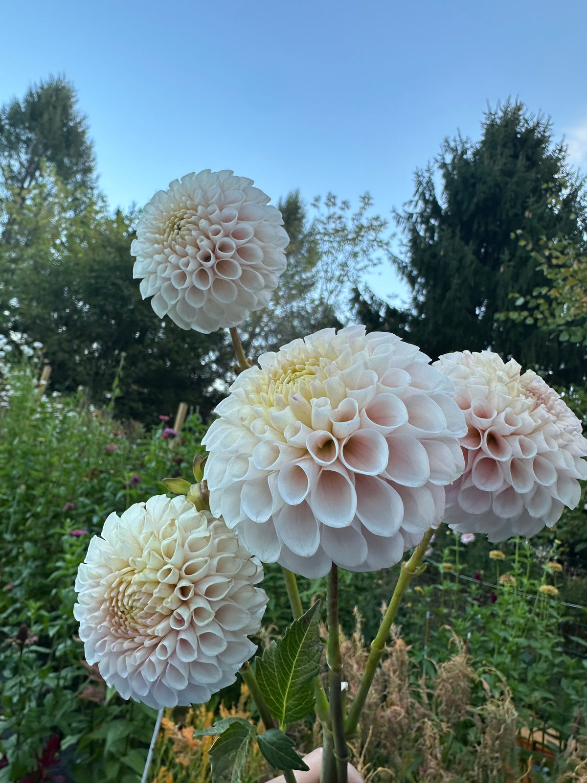 20th Ave Memory Dahlia Tuber