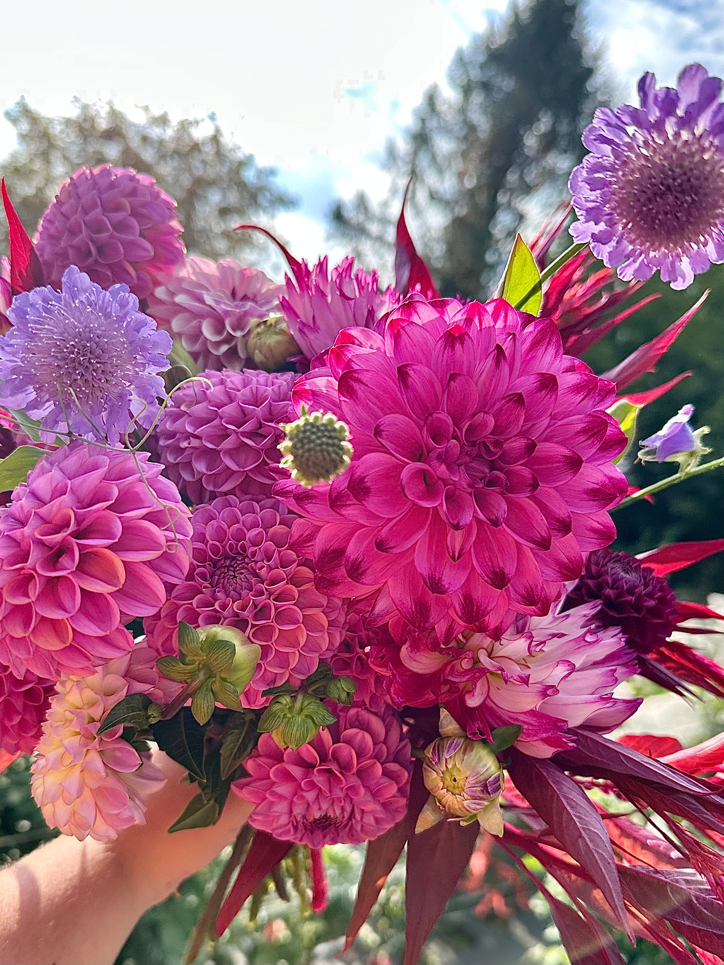 2026 Dahlia Bouquet Subscriptions (AUGUST/SEPTEMBER) – Wren's Stems