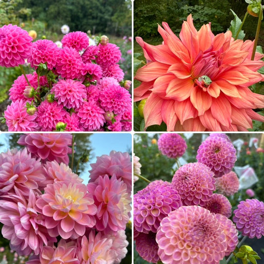 1 “Just the Gals” Dahlia Tuber Runt Bundle