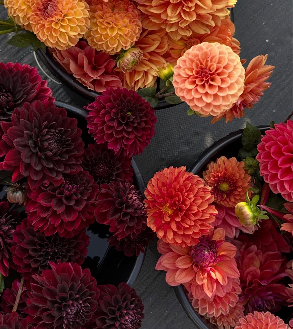 Shannon & Sean Deposit 10/16/26