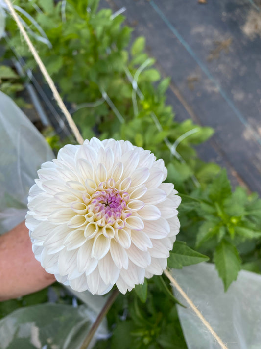 Last Dance Dahlia Tuber