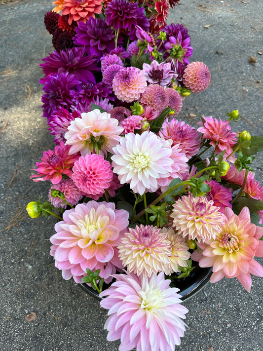 Bulk Bucket of Your Color Palette Dahlia Blooms for DIY