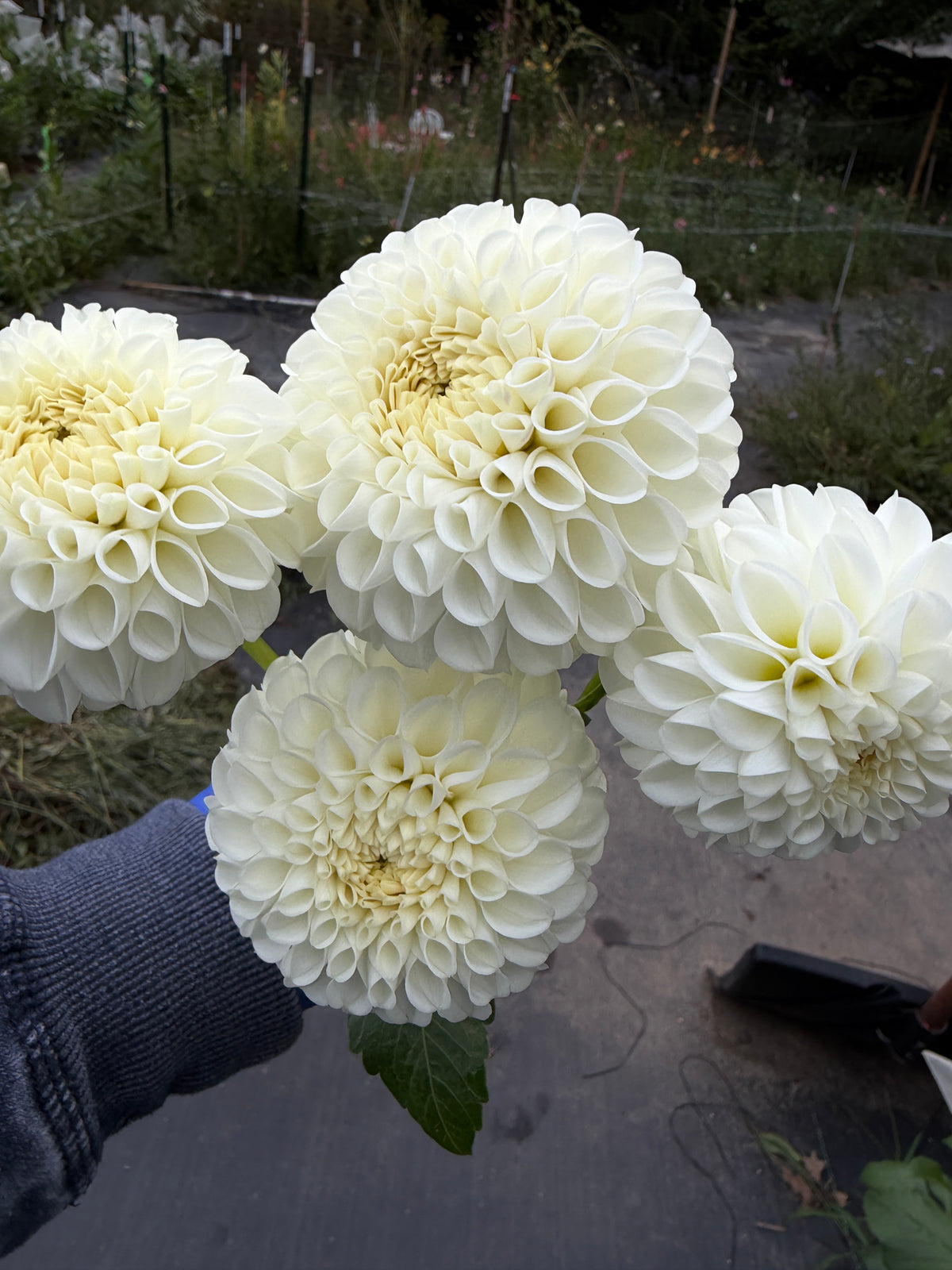 Ms. Doris Dahlia Tuber