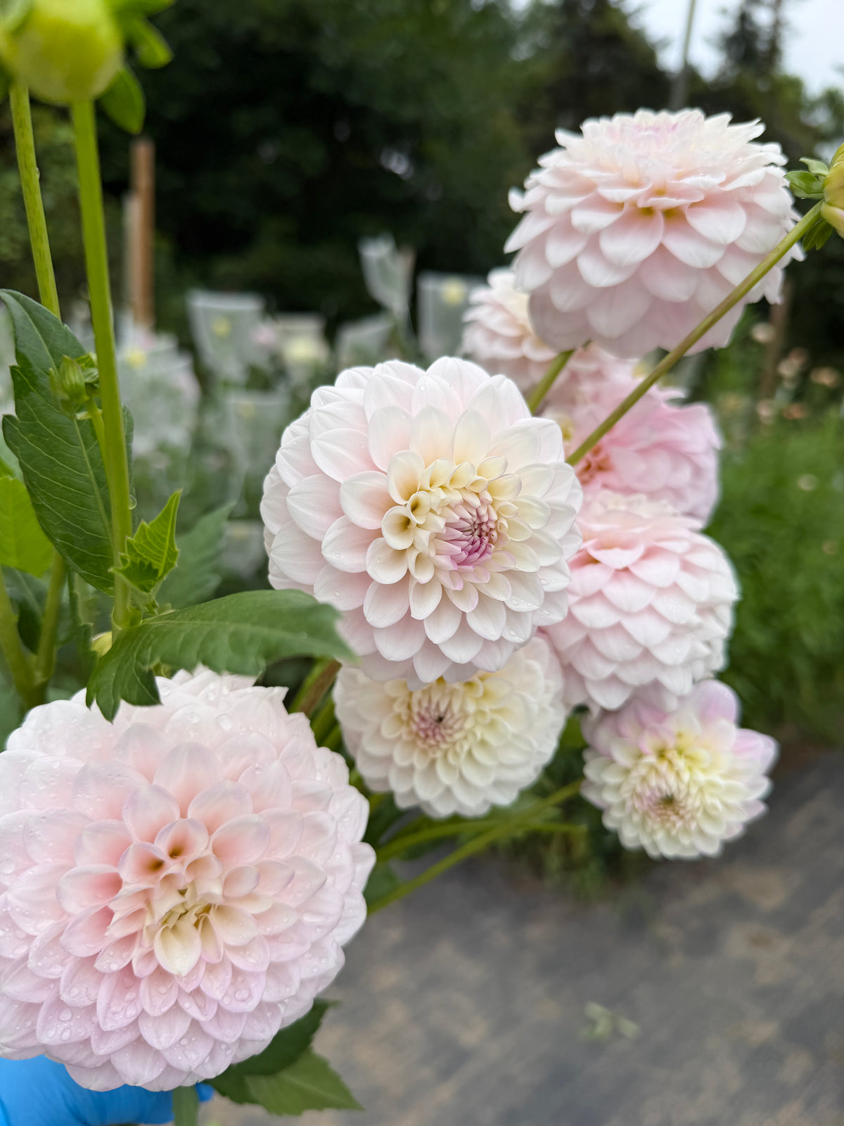 White Wizard Dahlia Tuber