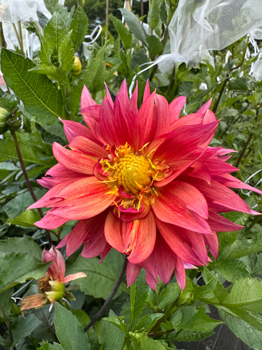 Sonic Bloom Dahlia Tuber