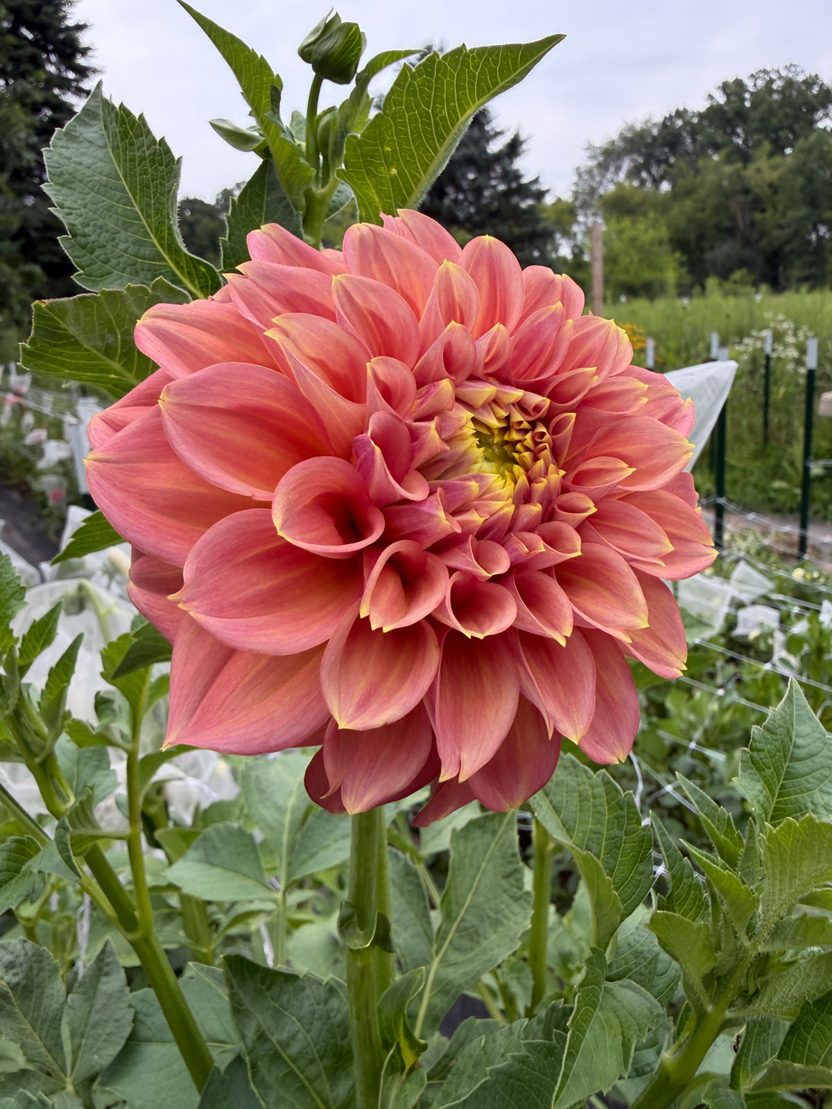 Peachy Parade Dahlia Tuber
