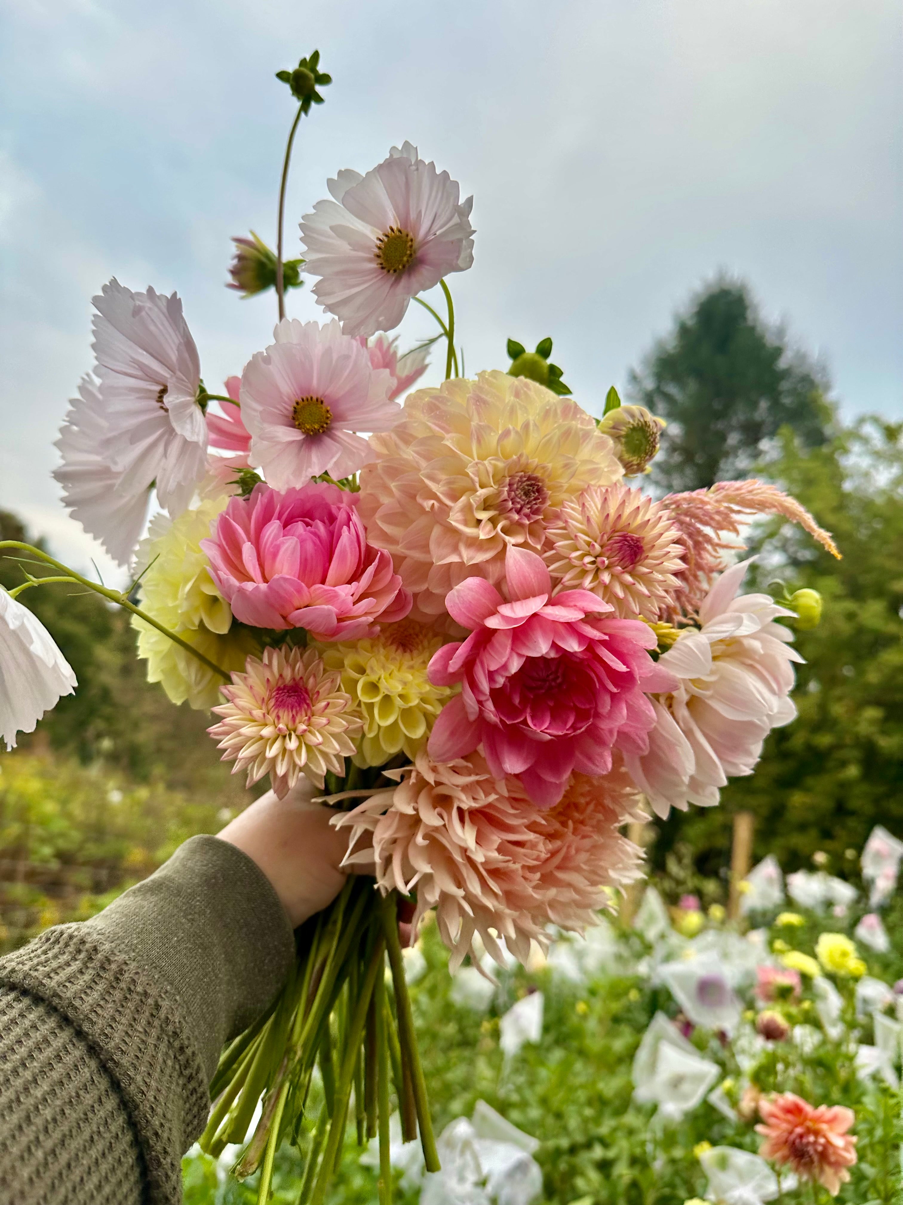 2026 Dahlia Bouquet Subscriptions (AUGUST/SEPTEMBER) – Wren's Stems