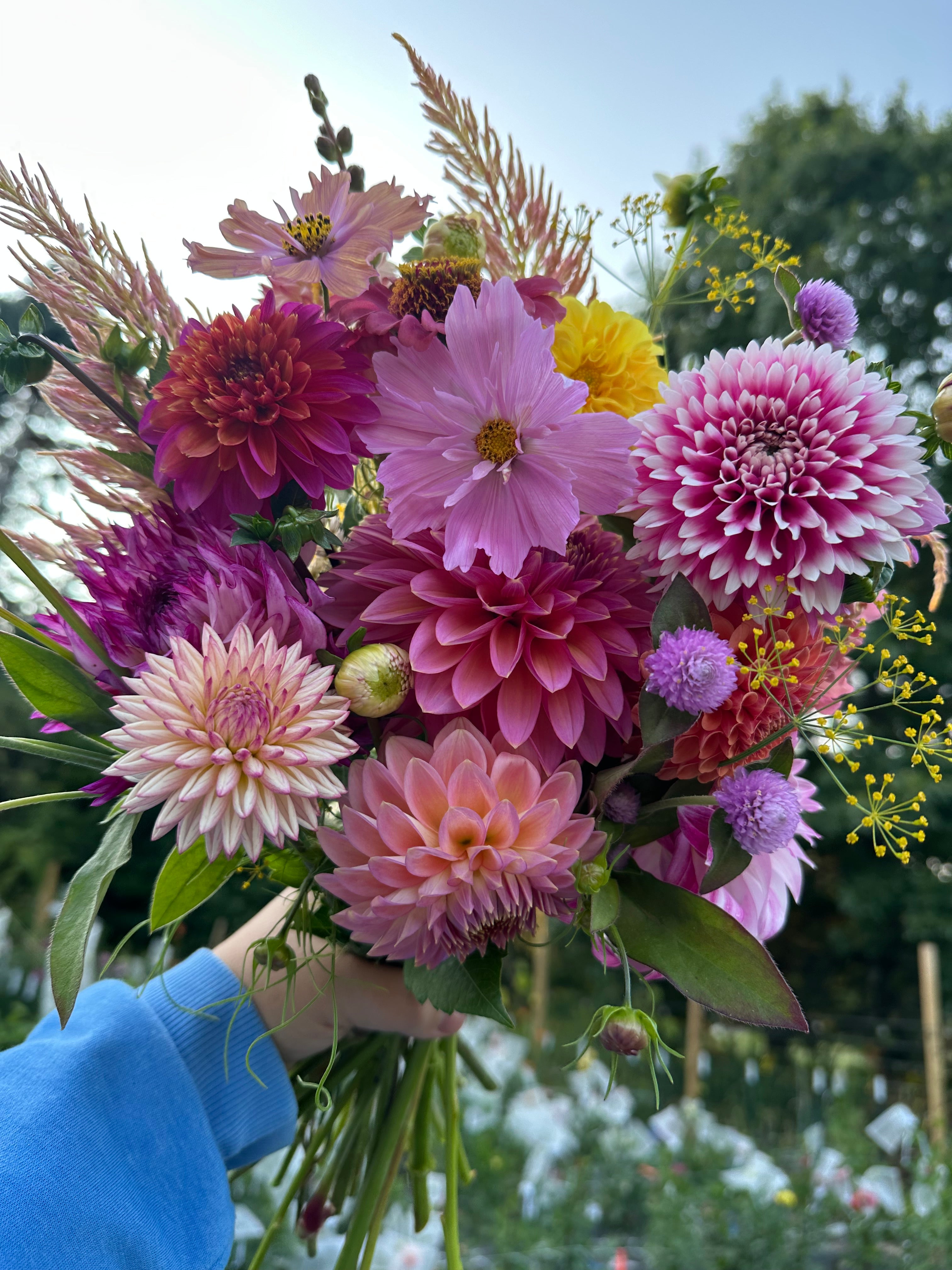 2026 Dahlia Bouquet Subscriptions (AUGUST/SEPTEMBER) – Wren's Stems