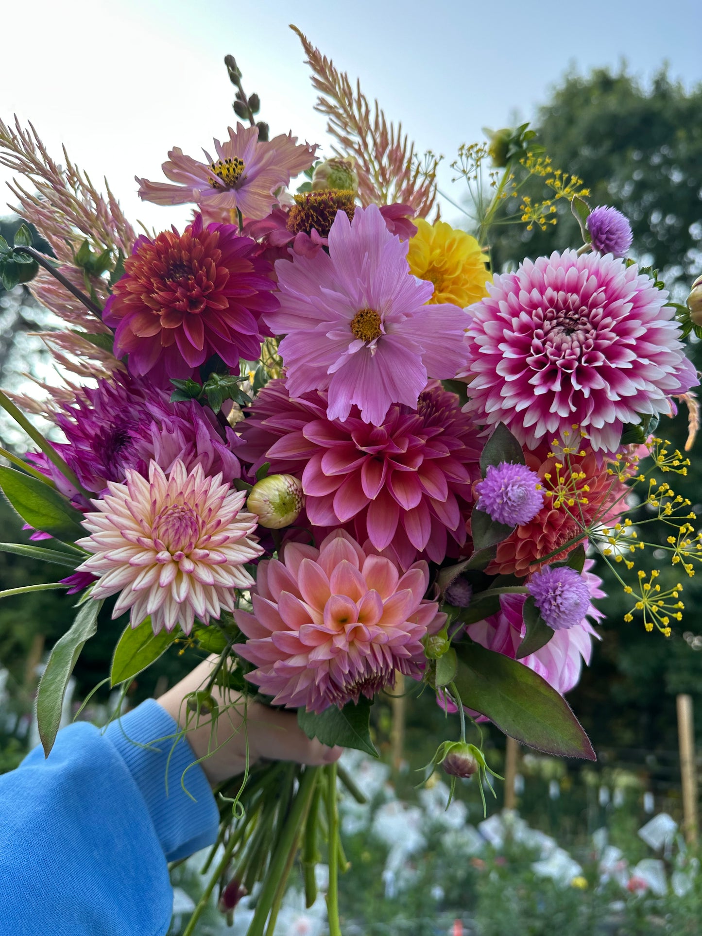 2026 Dahlia Bouquet Subscriptions (AUGUST/SEPTEMBER)