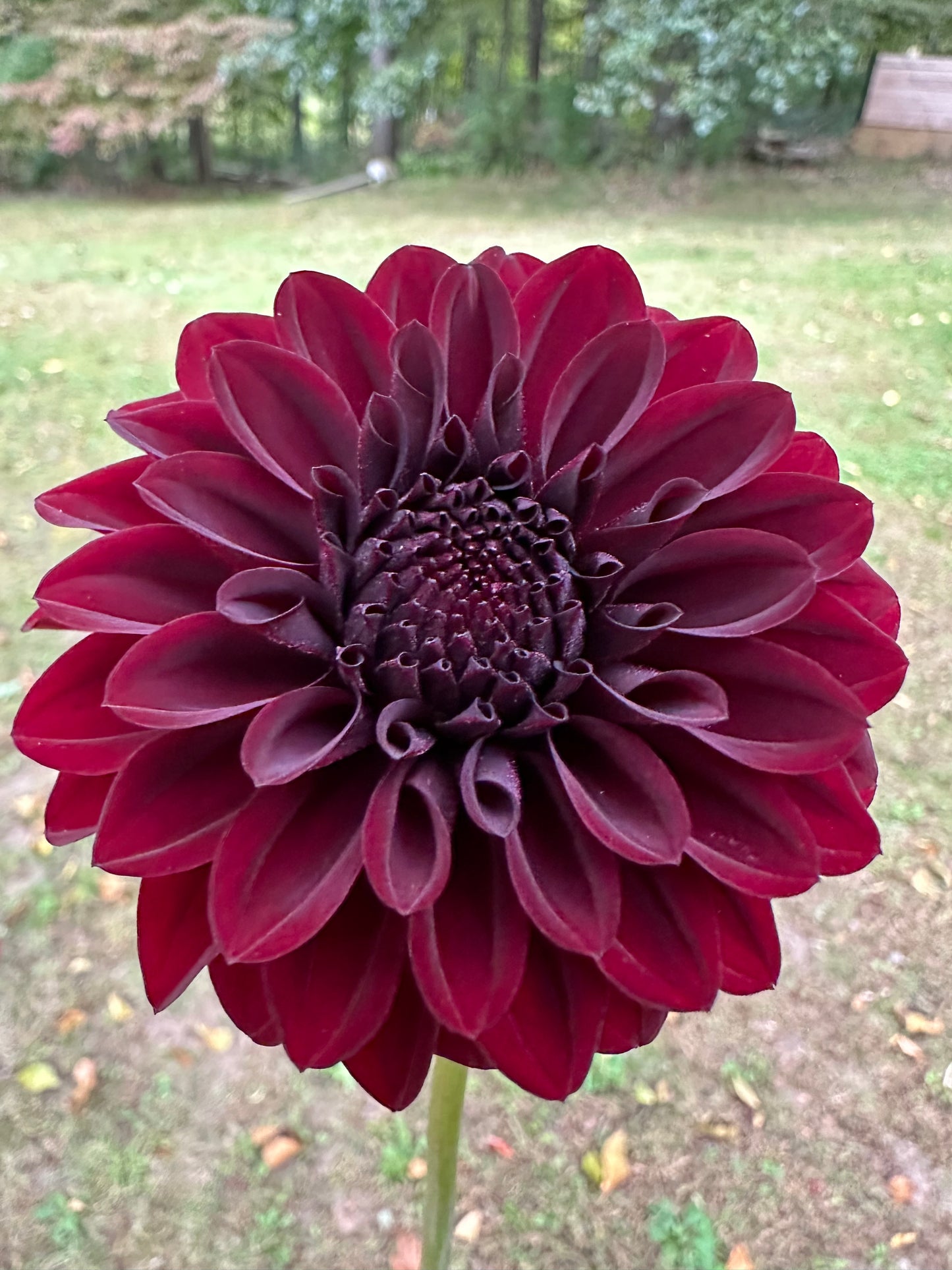 Black Satin Dahlia Tuber