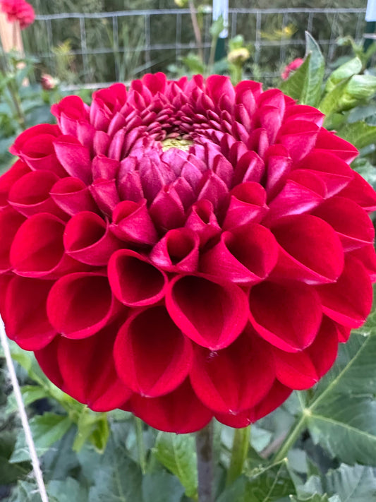Red Balloon Dahlia Tuber