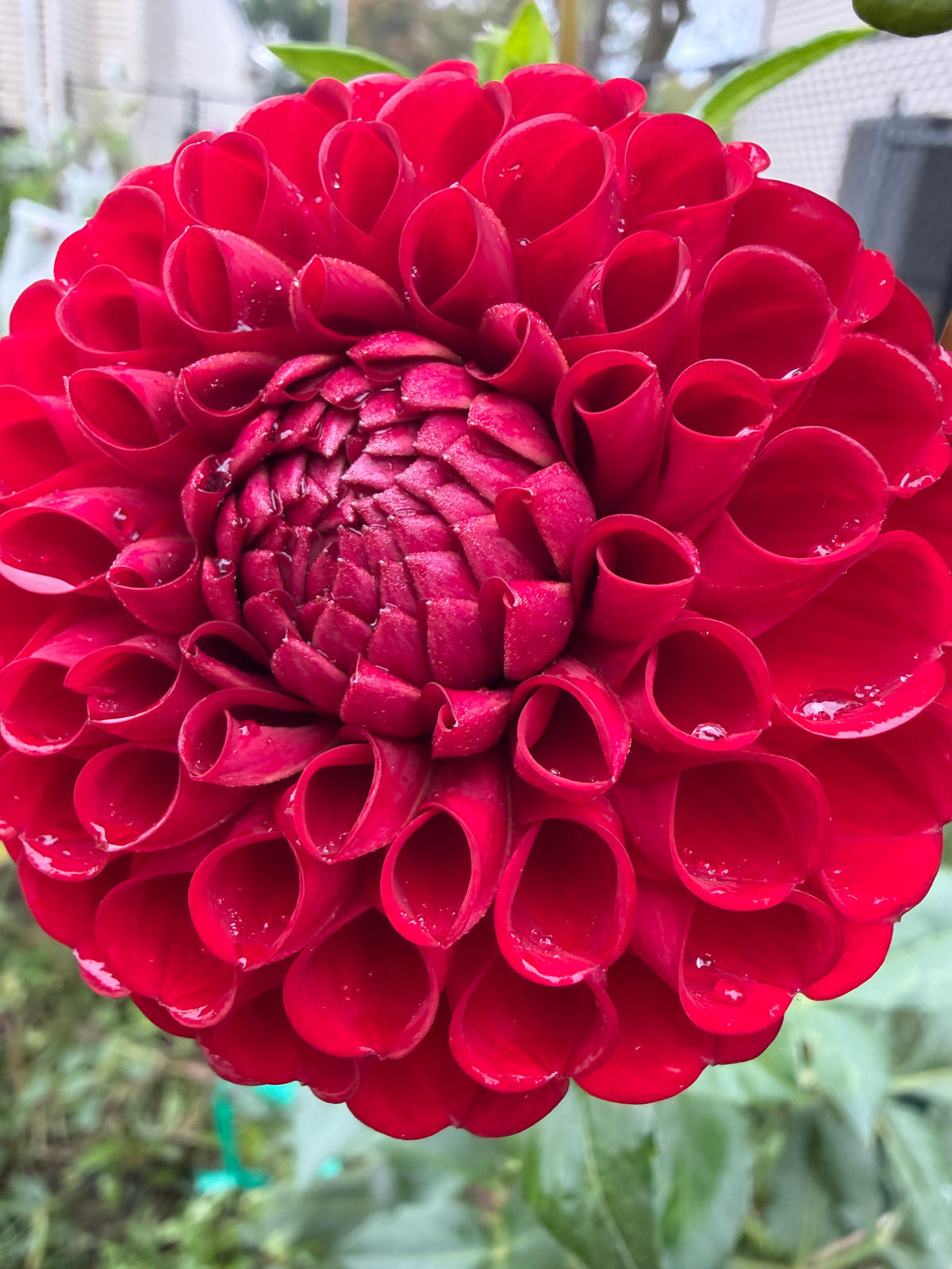 Cornel Dahlia Tuber