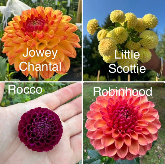 1 “The Fellas” Dahlia Tuber Runt Bundle