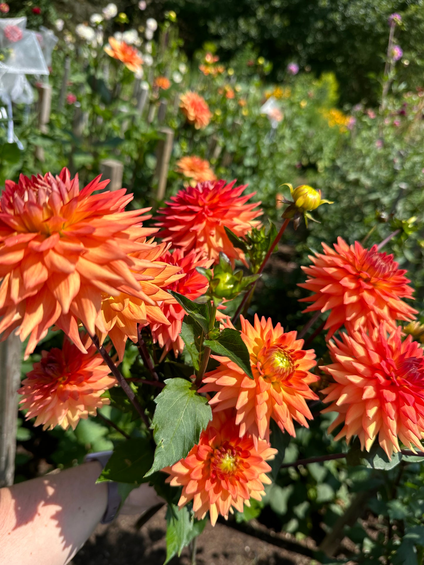 Hotshot Dahlia Tuber